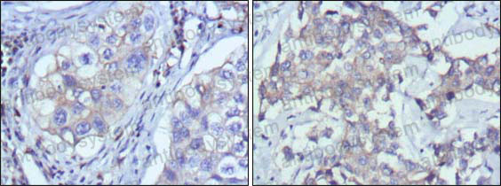 Валидация AntibodySystem RHB56401 (343)