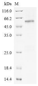 SDS-PAGE