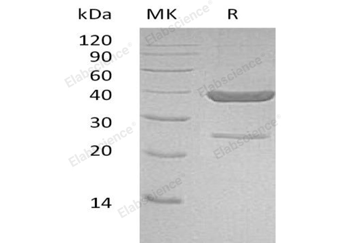 Валидация Elabscience PKSH032056(2609)