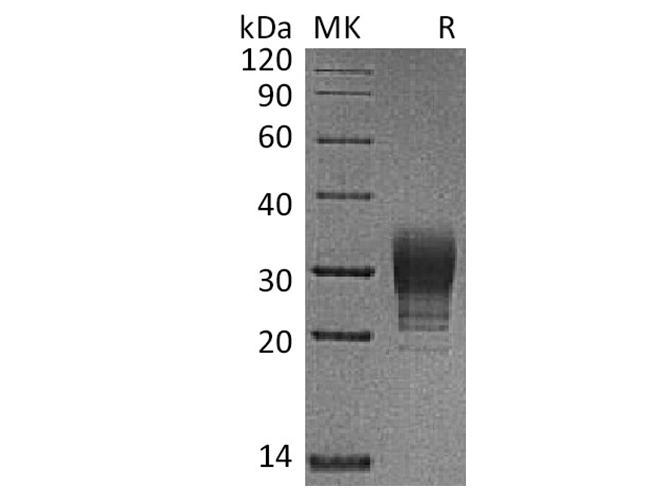 Валидация Elabscience PKSH033719(3997)