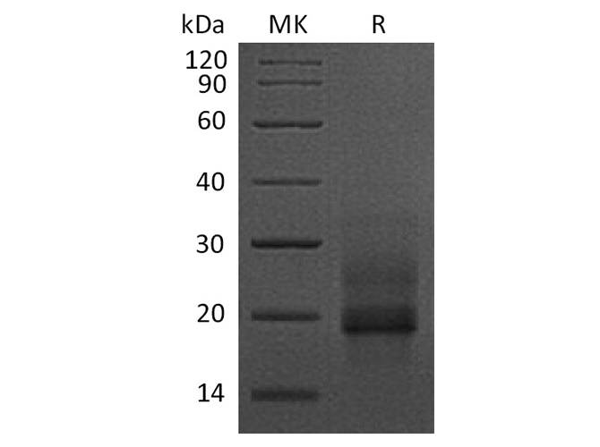Валидация Elabscience PKSH032533(2991)