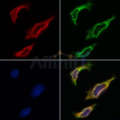 Валидация Affinity AF5181 - 2611