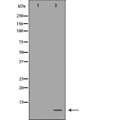 Валидация Affinity DF6731 - 18262
