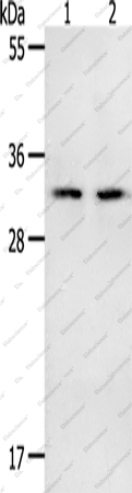 Вестерн-блоттинг, NME6, ткань селезенки и толстой кишки мыши