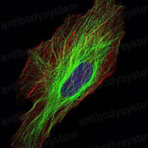 Валидация IF - AntibodySystem RHN92701