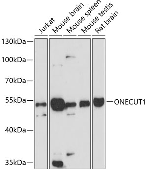 Валидация Elabscience E-AB-64324