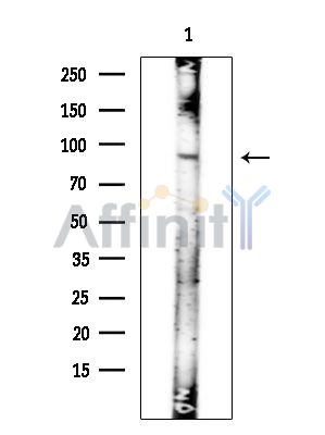 Валидация Affinity AF6532 - 3853