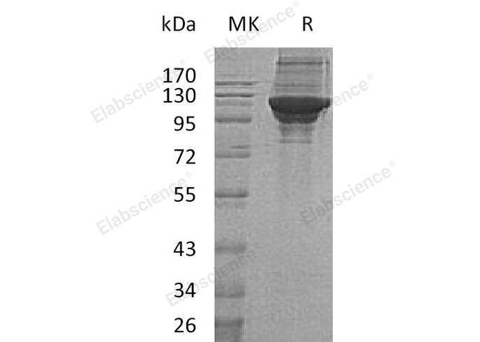 Валидация Elabscience PKSH032720(3149)