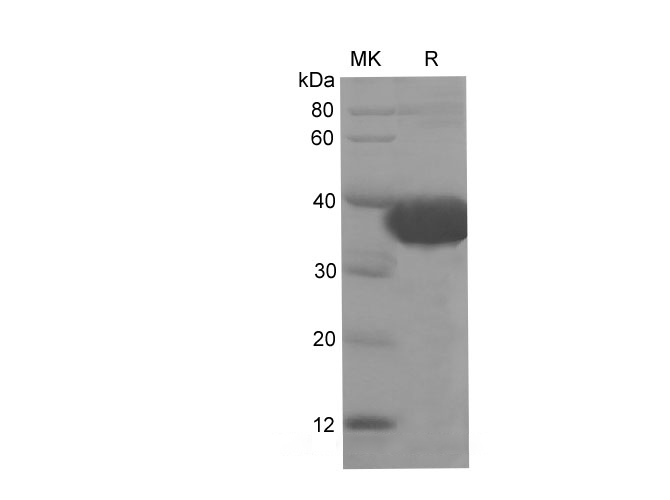 Валидация Elabscience PDEM100232(566)