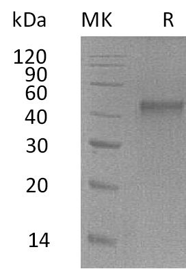 Валидация Elabscience PKSM041361(5255)