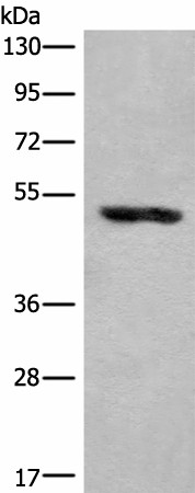 Валидация Elabscience E-AB-52630