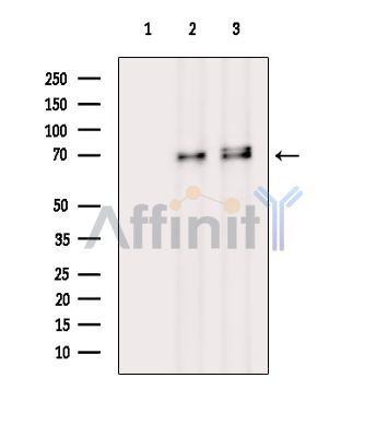 Валидация Affinity DF14963 - 11159