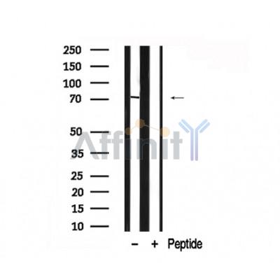 Валидация Affinity AF7877 - 4617