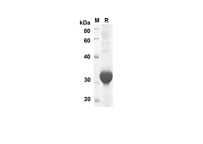 Валидация Elabscience PDER100121(671)