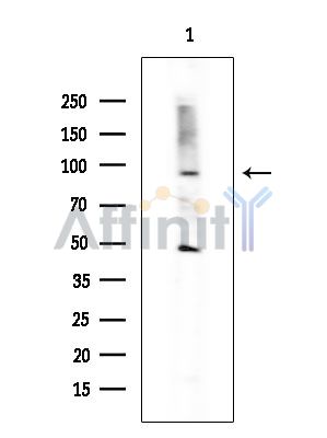 Валидация Affinity DF2722 - 13444