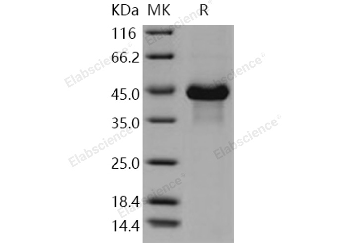 Валидация Elabscience PKSH030918(1747)