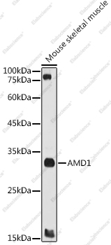Вестерн-блоттинг, AMD1, скелетная мышь