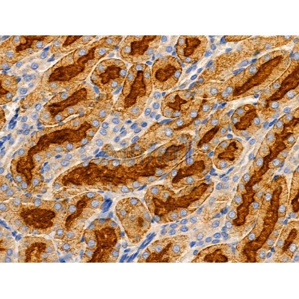 Валидация Affinity DF3742 - 14809