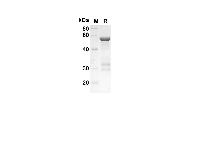 Валидация Elabscience PDEH100536(52)