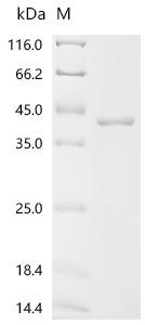 SDS-PAGE