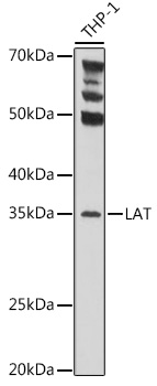 Валидация Elabscience E-AB-92662