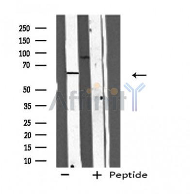 Валидация Affinity DF4732 - 16434