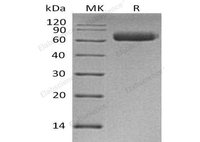 Валидация Elabscience PKSH032820(3236)