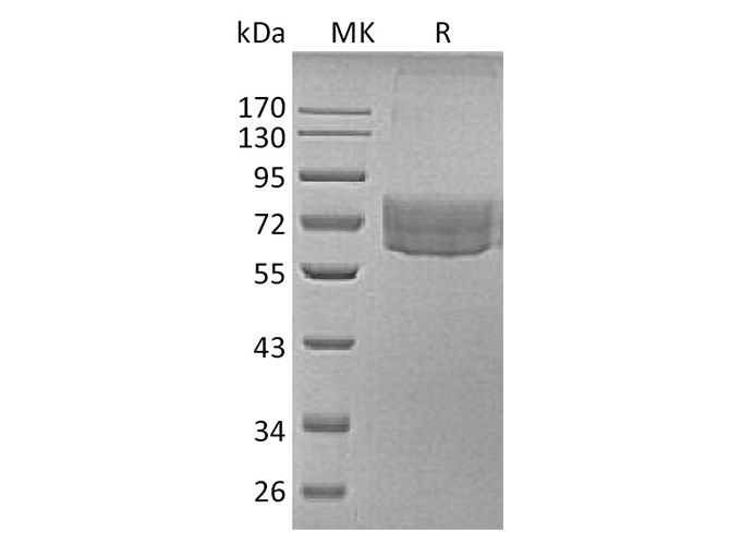 Валидация Elabscience PKSH033792(4063)