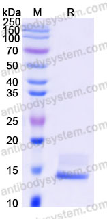 AHB91603, SDS-PAGE