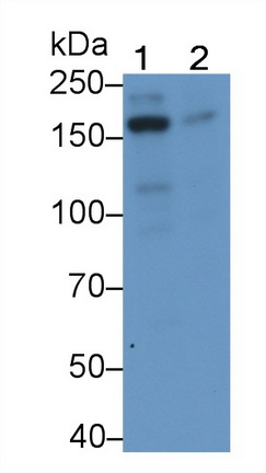10871