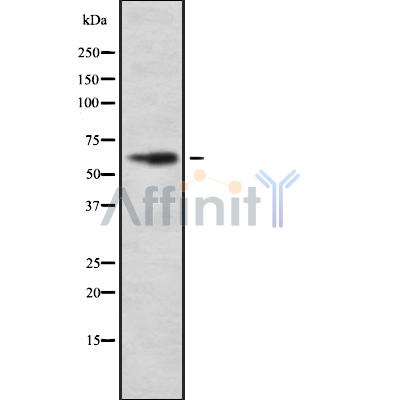 Валидация Affinity DF8556 - 20449