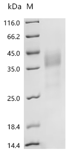 SDS-PAGE