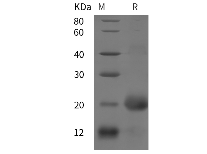 Валидация Elabscience PDEH100956(371)