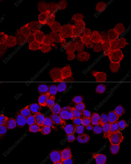 Иммунофлуоресценция, CD11A, клетки THP-1