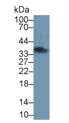 9703
