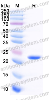 EHF70701, SDS-PAGE