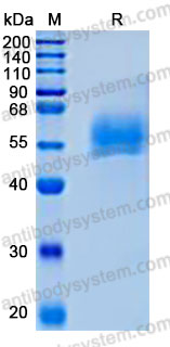 Валидация AntibodySystem AHJ73201