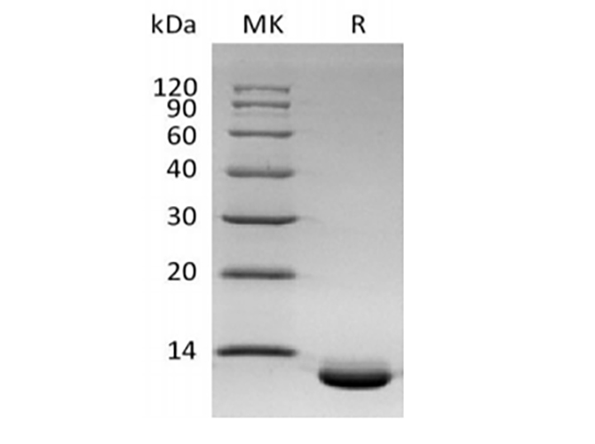 Валидация Elabscience PKSH033901(4133)