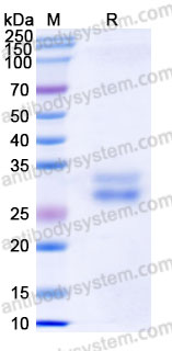 AHG11001, SDS-PAGE
