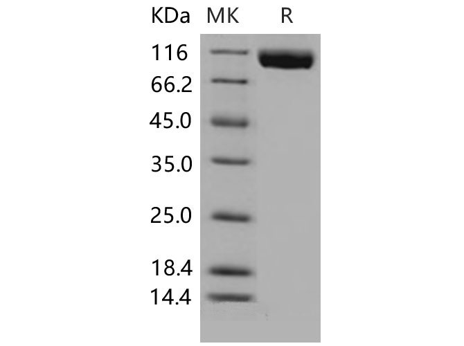 Валидация Elabscience PKSM040596(4582)