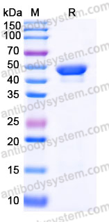 YHE01602, SDS-PAGE