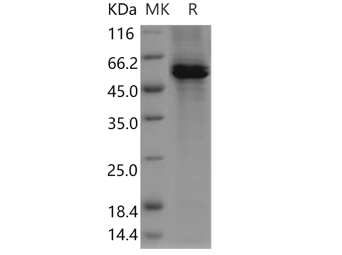 Валидация Elabscience PKSH030667(1543)