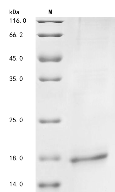 SDS-PAGE