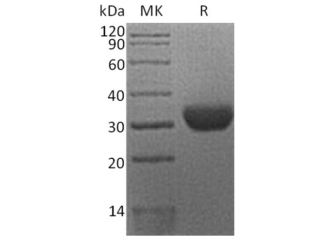 Валидация Elabscience PKSH033685(3966)