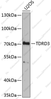 Вестерн-блоттинг, TDRD3, клетки U2OS