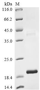 SDS-PAGE