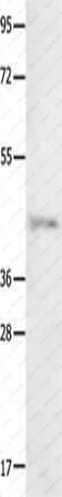 Вестерн-блоттинг, NTSR1, клетки 231