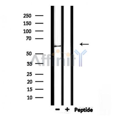 Валидация Affinity DF9001 - 21209