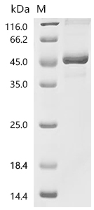 SDS-PAGE
