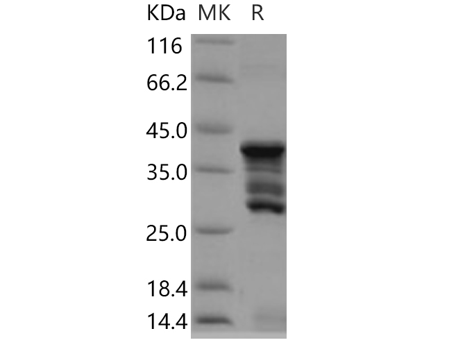 Валидация Elabscience PDEH100665(152)